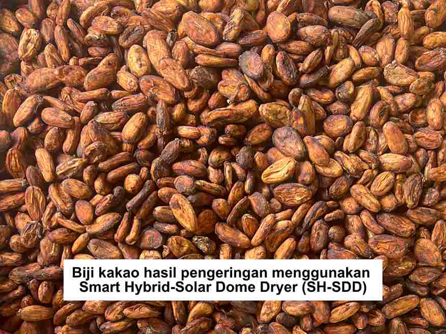 Biji Kakao Kubah Pengering Surya