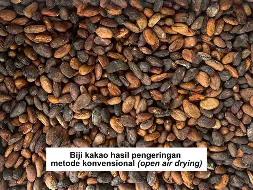 Biji Kakao Open Air Drying